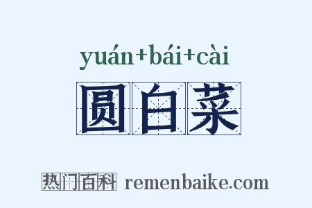 圆白菜是什么意思的图片